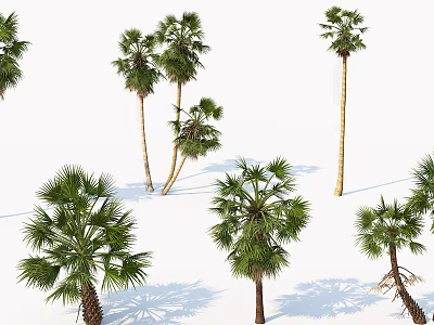 Tall Palm Trees With Green Leaves And Trunks On White Background 3d model