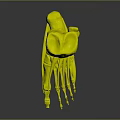 3D Leg and Foot Skeleton Model Medical Device with Colored Anatomical Markers