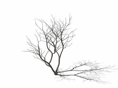 Bare Leafless Tree With Dry Twisted Branches And Natural Silhouette On White Background 3d model