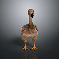Ostrich 3D Render With Long Neck Black Beak Brown Feathers And Yellow Claws