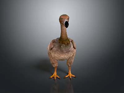 Ostrich 3D Render With Long Neck Black Beak Brown Feathers And Yellow Claws 3d model