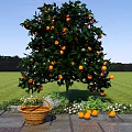 Orange Tree Full of Ripe Oranges with Basket on Stone Path in Green Grassland