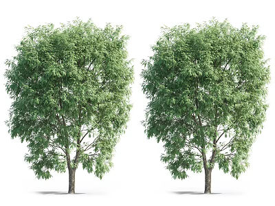 Two Green Arbor Trees With Dense Foliage And Brown Trunks On White Background 3d model