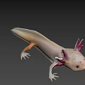 Unique Axolotl With Pink Feathery Gills And White Smooth Body Appearance