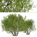 Modern Landscape Trees Poplar Maple Pine Trees Big Trees Tropical Trees 3d model