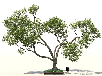 Large Shade Tree With Lush Green Foliage And Two People Near Flower Bed 3d model