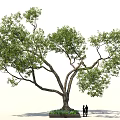 Large Shade Tree With Lush Green Foliage And Two People Near Flower Bed