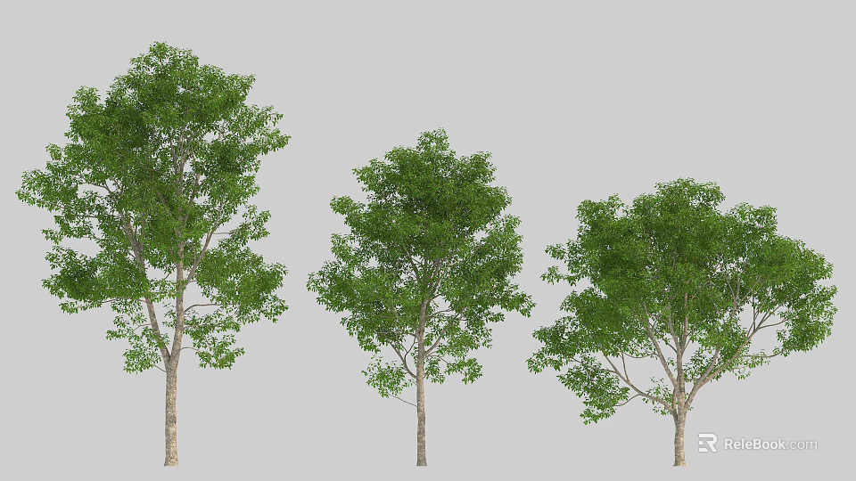 Three Green Arbor Trees With Lush Foliage And Straight Trunks 3d model
