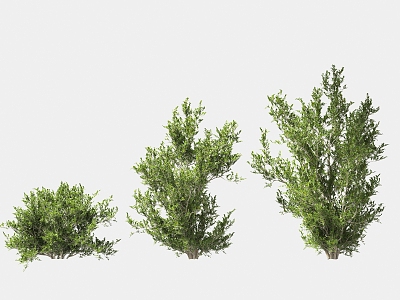 shrub landscaping tree 3d model