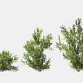 shrub landscaping tree 3d model