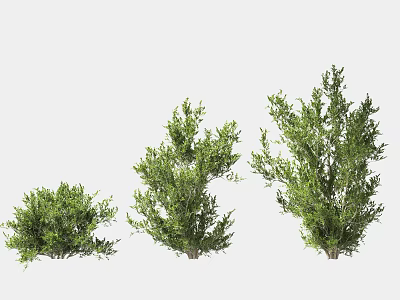 Green Leafy Shrubs in Different Sizes for Garden Landscaping Projects 3d model