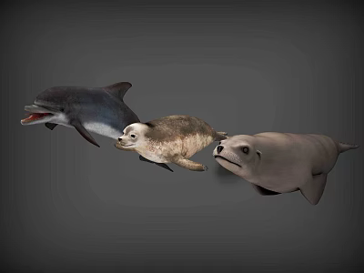 Aquatic Animals Display Featuring Dolphin Seal And Sea Lion In Marine Habitat 3d model