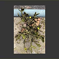 Cactus Plant With Green Pads Yellow Flowers And Sandy Base
