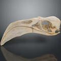 Bird Animal Skull With Long Beak Light Color On Dark Background With Reflection