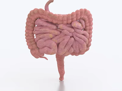 Realistic 3D Rendering of Human Abdominal Organs Showing Intestinal Anatomy Details 3d model