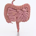 Realistic 3D Rendering of Human Abdominal Organs Showing Intestinal Anatomy Details