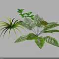 Three Different Green Plants With Slender Yellow Edged Leaves Feathery Fronds And Small Green Leaflets