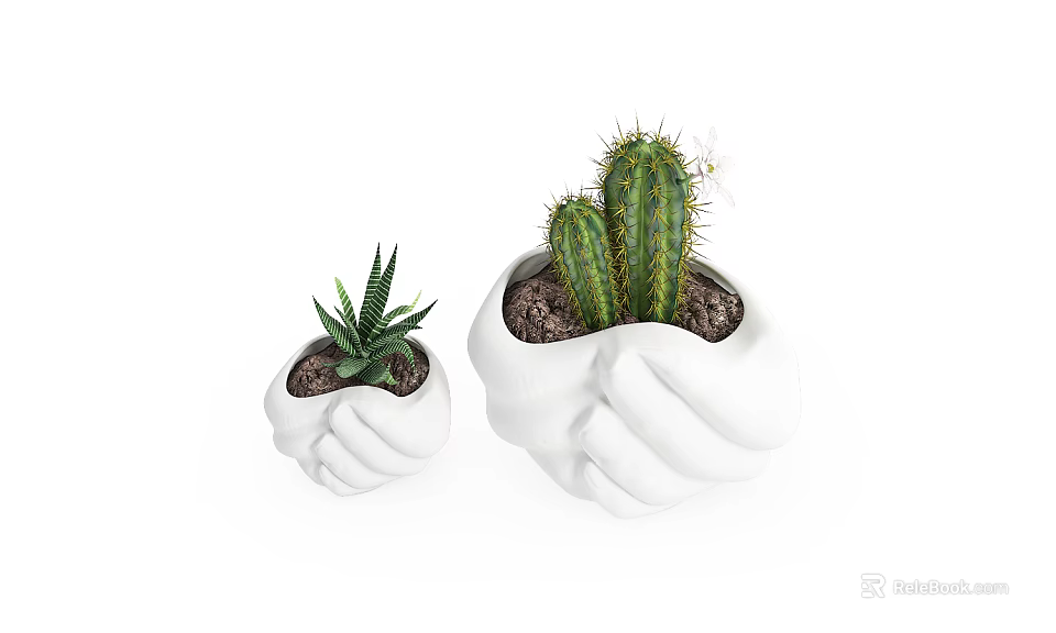 Small and Large Potted Succulent Cactus in White Hand Shaped Ceramic Pots with Soil 3d model 