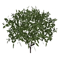 Shrubs 3d model