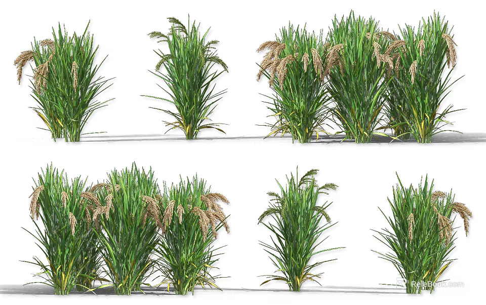 Healthy Green Crop Plants With Tall Stems And Seed Heads In Cultivation 3d model 