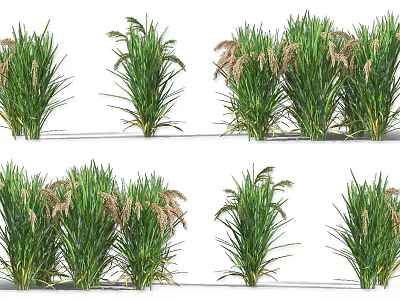 Healthy Green Crop Plants With Tall Stems And Seed Heads In Cultivation 3d model
