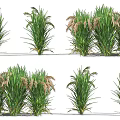 Healthy Green Crop Plants With Tall Stems And Seed Heads In Cultivation
