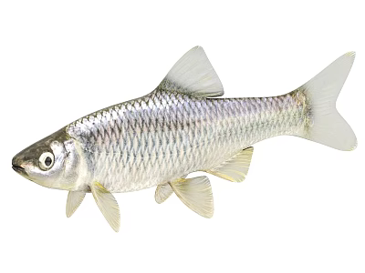 Shiny Silver Aquatic Fish with Slender Body Scales Fins and Tail 3d model