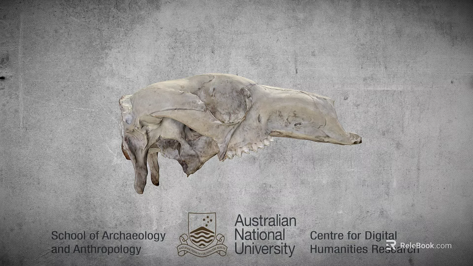 Ancient Animal Skull From Australian National University Archaeology And Digital Humanities 3d model 