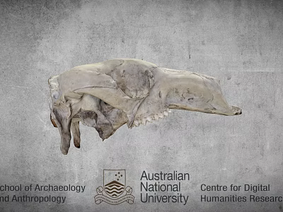 Ancient Animal Skull From Australian National University Archaeology And Digital Humanities 3d model