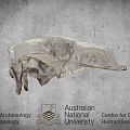 Ancient Animal Skull From Australian National University Archaeology And Digital Humanities