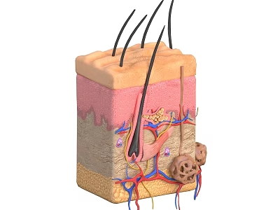 Skin Tissue System Cross Sectional Structure With Layers Hair Follicles Blood Vessels And Nerves 3d model