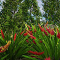 Shrubs With Red And Yellow Flowers And Long Green Leaves In Garden With Tall Trees
