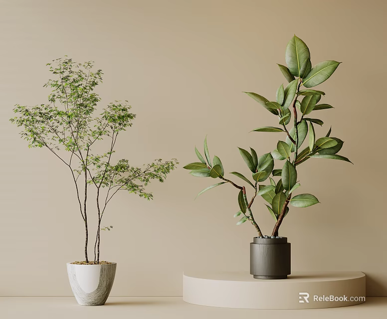 Bonsai Potted Plants With Lush Green Leaves In White And Black Pots On Beige Background 3d model 