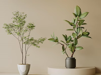 Bonsai Potted Plants With Lush Green Leaves In White And Black Pots On Beige Background 3d model