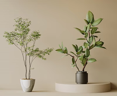 Bonsai Potted Plants With Lush Green Leaves In White And Black Pots On Beige Background 3d model
