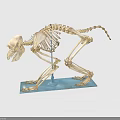 Monkey Skeleton Anatomical Model Display With Detailed Bone Structure And Stand 3d model
