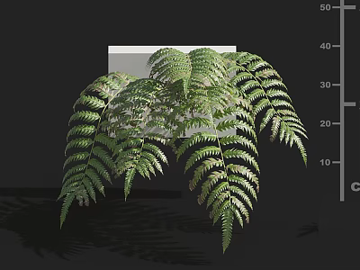 Lush Green Feathery Fern Fronds With Natural Leaves On White Background 3d model