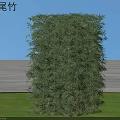Tall and Dense Fernleaf Bamboo as Garden Privacy Screen With Green Lawn Under Blue Sky