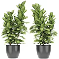 Potted Bonsai Plant with Lush Green Leaves Vibrant Patterns in Black Pot Detailed View