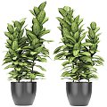 Plant potted plant pot office plant street plant green plant tropical decoration 3d model