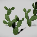 Realistic Green Cactus 3D Model With Multiple Flat Pads On White Background 3d model