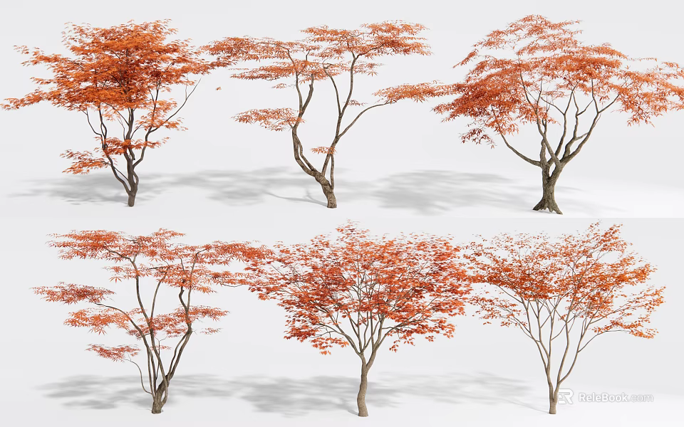 Orange Red Leaf Trees with Slender Trunks on White Background Displayed from Multiple Angles 3d model 