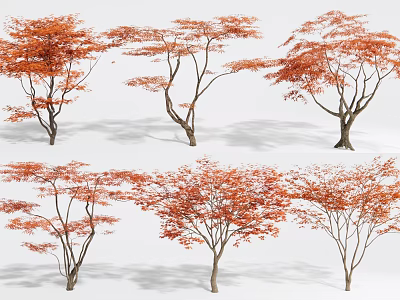 Orange Red Leaf Trees with Slender Trunks on White Background Displayed from Multiple Angles 3d model