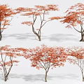 Orange Red Leaf Trees with Slender Trunks on White Background Displayed from Multiple Angles 3d model