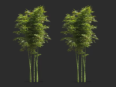 Two Tall Green Bamboo Plants With Lush Leaves Against Black Background 3d model