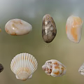 Collection of Natural Seashells and Pebbles with Diverse Colors and Shapes