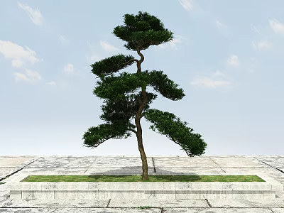 Layered Green Pine Tree Curved Trunk on Stone Platform Grass Under Blue Sky White Clouds 3d model