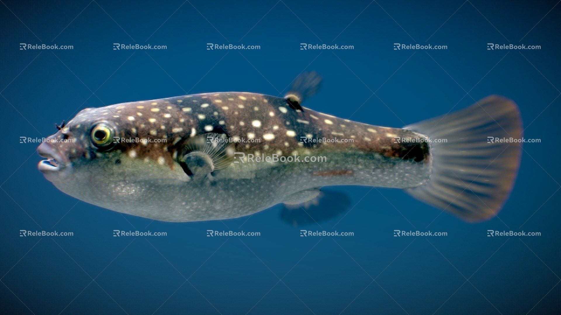 Fish Ornamental Fish Small Fish Tropical Fish 3d model