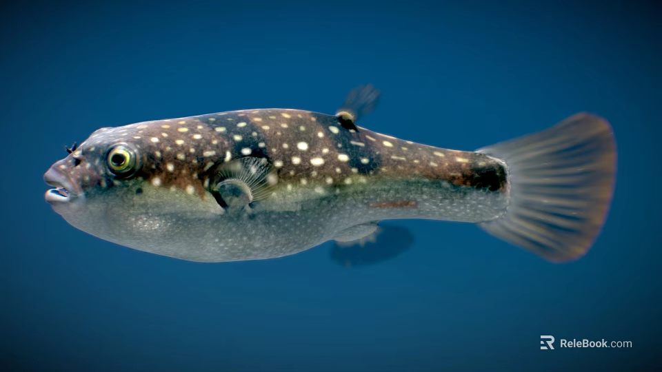 Round Body Pufferfish With White Spots Swimming In Blue Aquatic Background 3d model 
