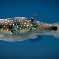 Fish Ornamental Fish Small Fish Tropical Fish 3d model